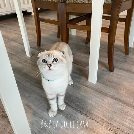 Alojamento de Acomodação e Pequeno-almoço La Dolce Casa Di 3*