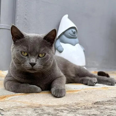 Alojamento de Acomodação e Pequeno-almoço La Dolce Casa Di 3*